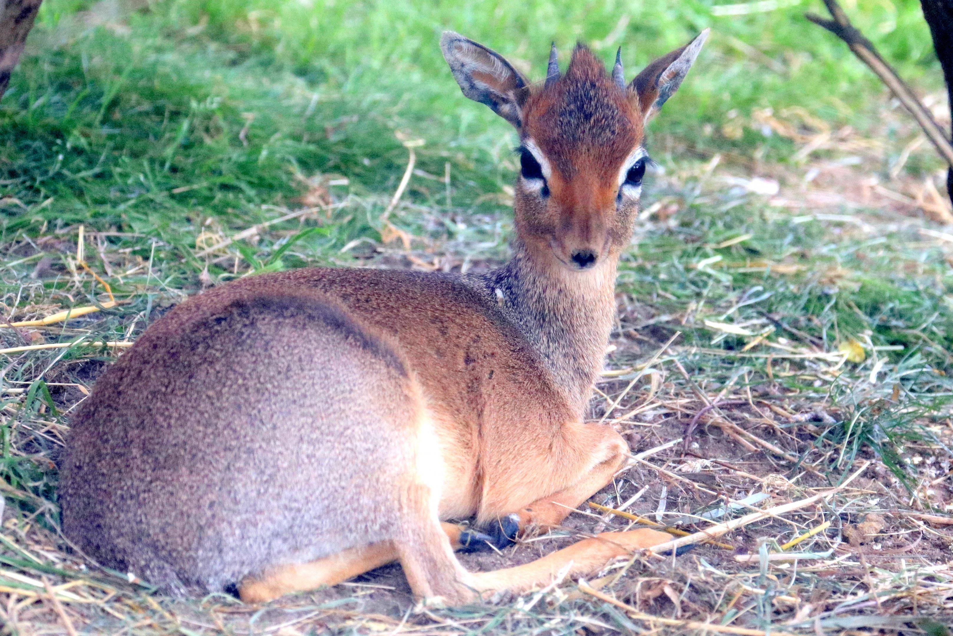 Kirk's dik-dik; Wild Place; 22nd July 2021.