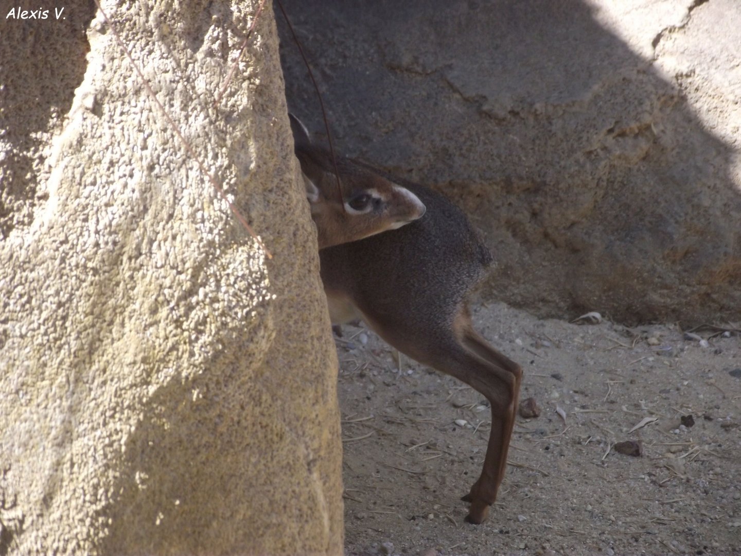 Kirk's Dik-dik - Zooparc de Beauval, 09/08/2025