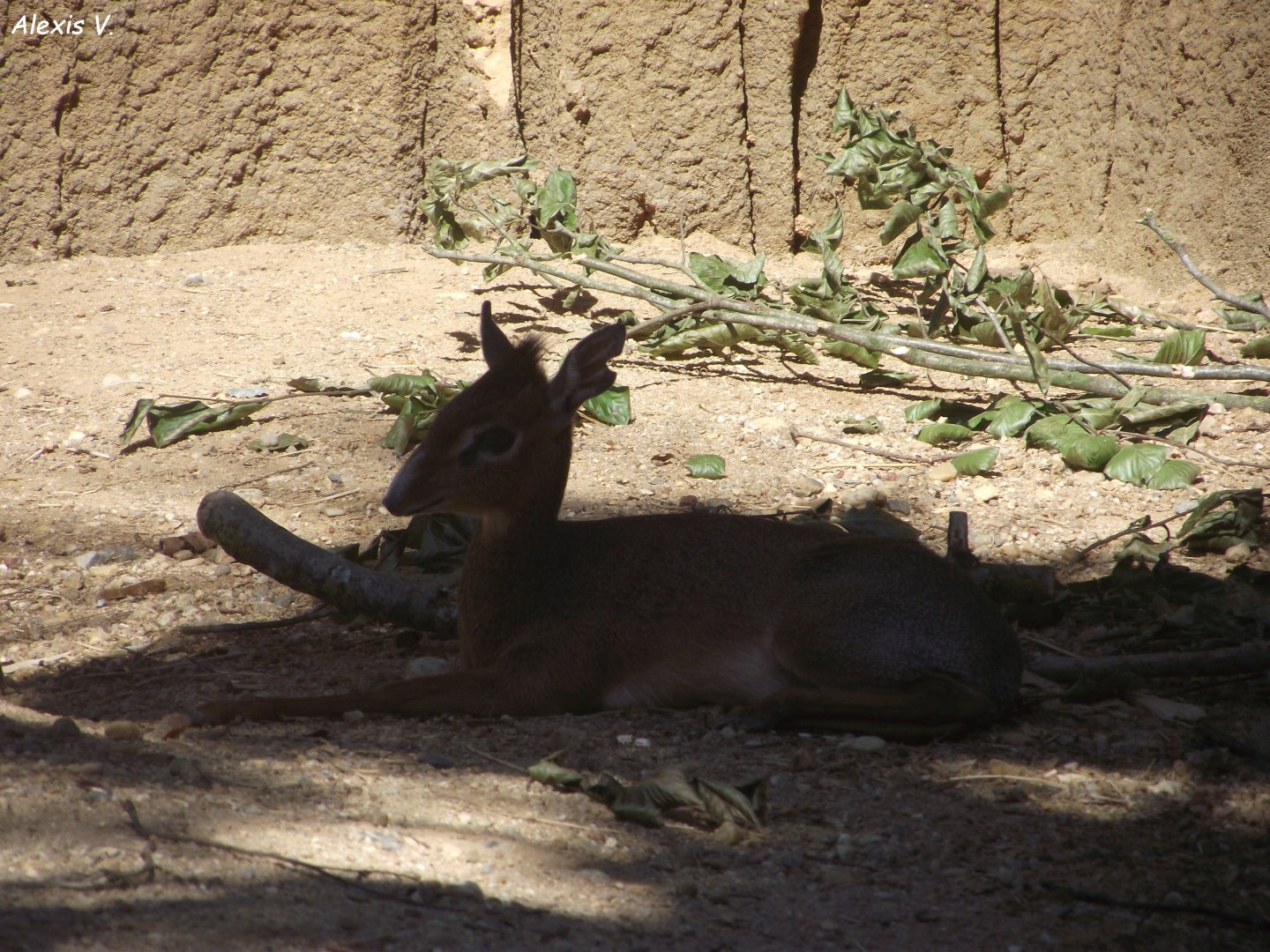 Kirk's Dik-dik - Zooparc de Beauval, 28/06/2025