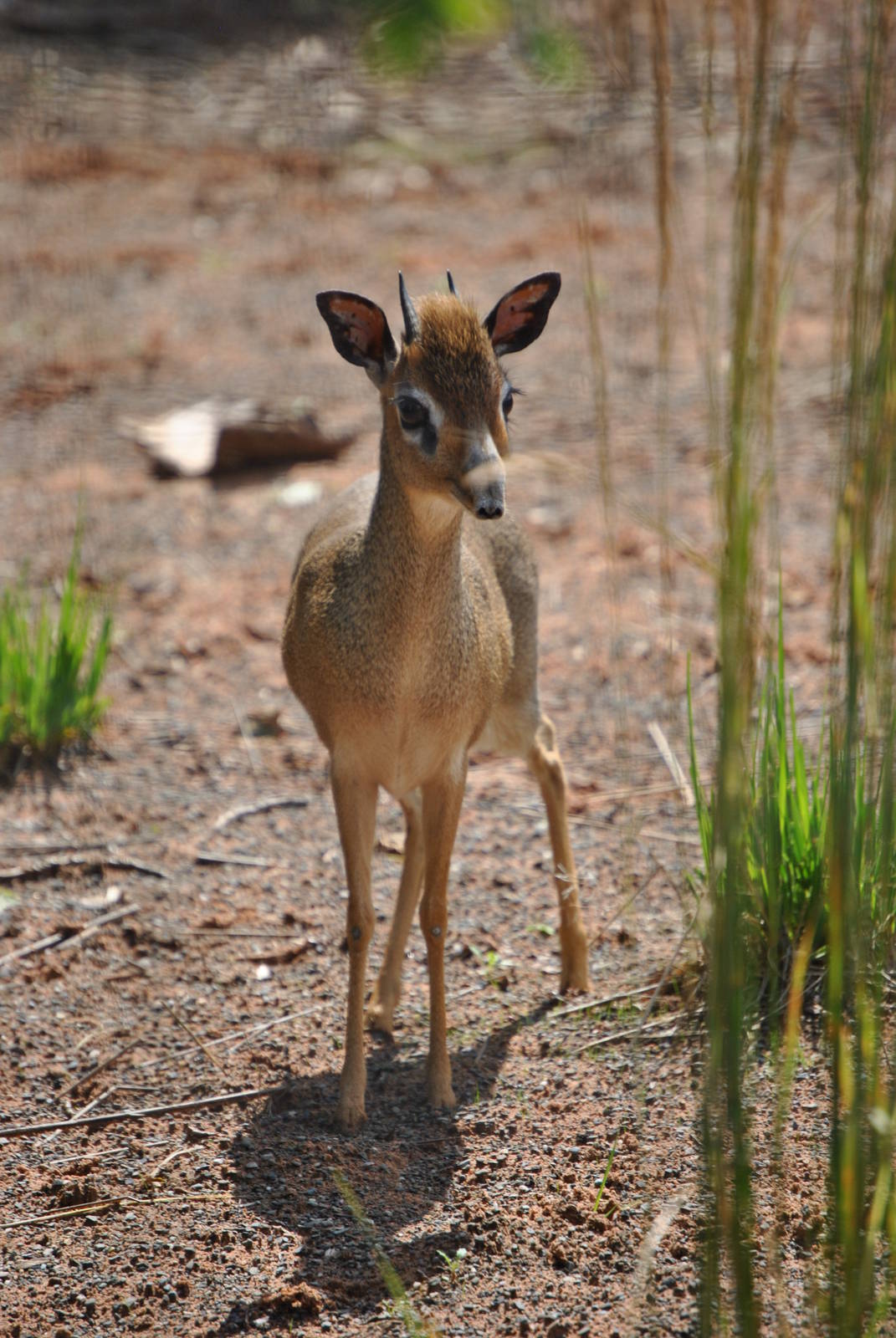 Kirks Dik Dik