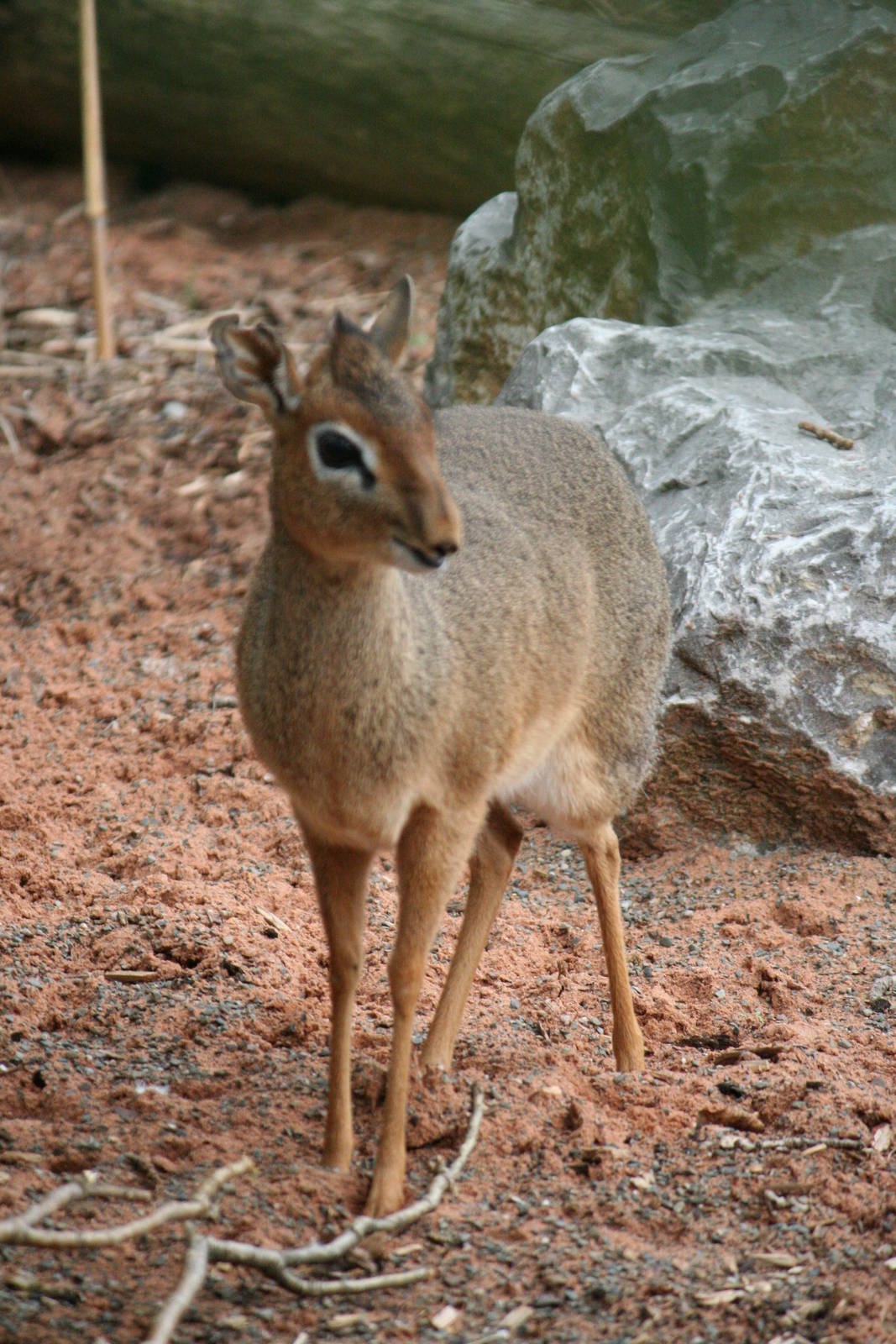 Kirk's Dik-Dik