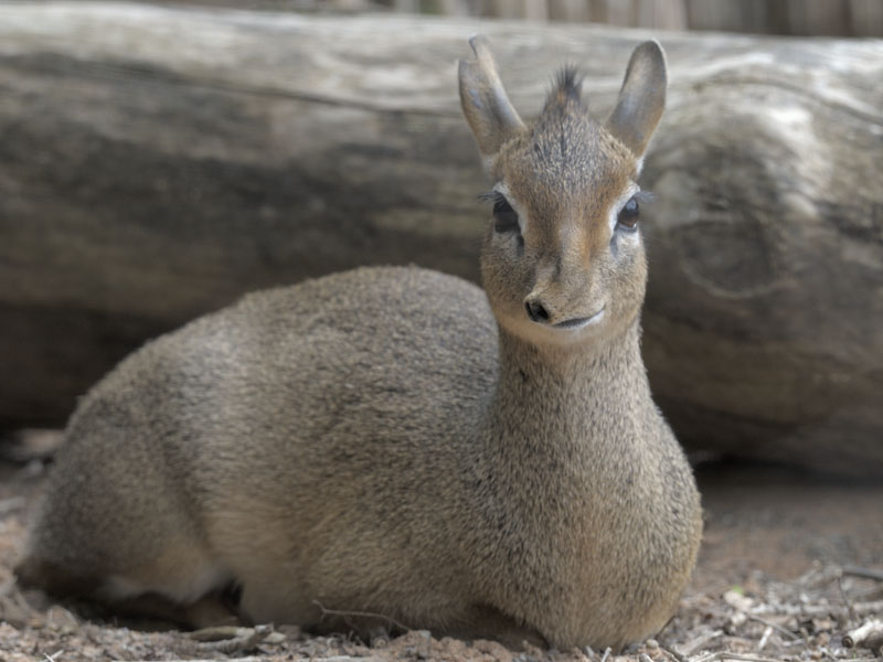 Kirk's dik dik