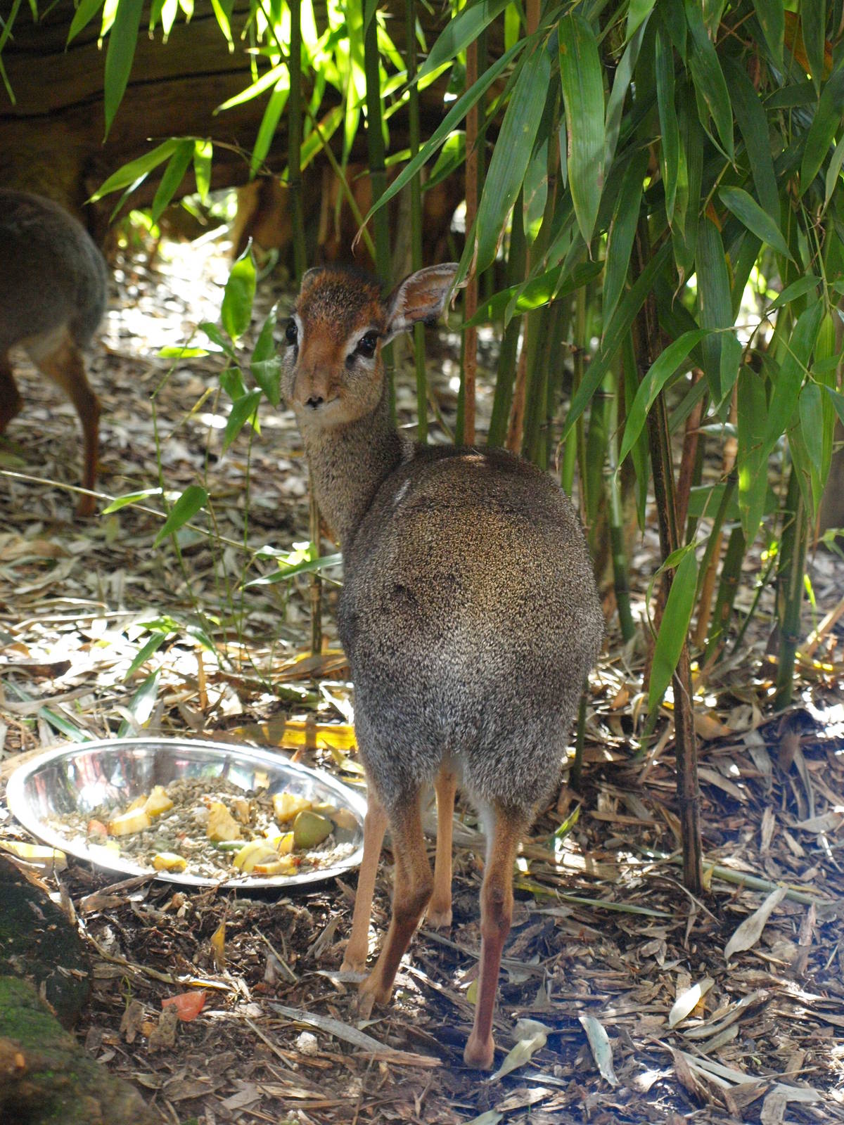 Kirk's Dik-dik