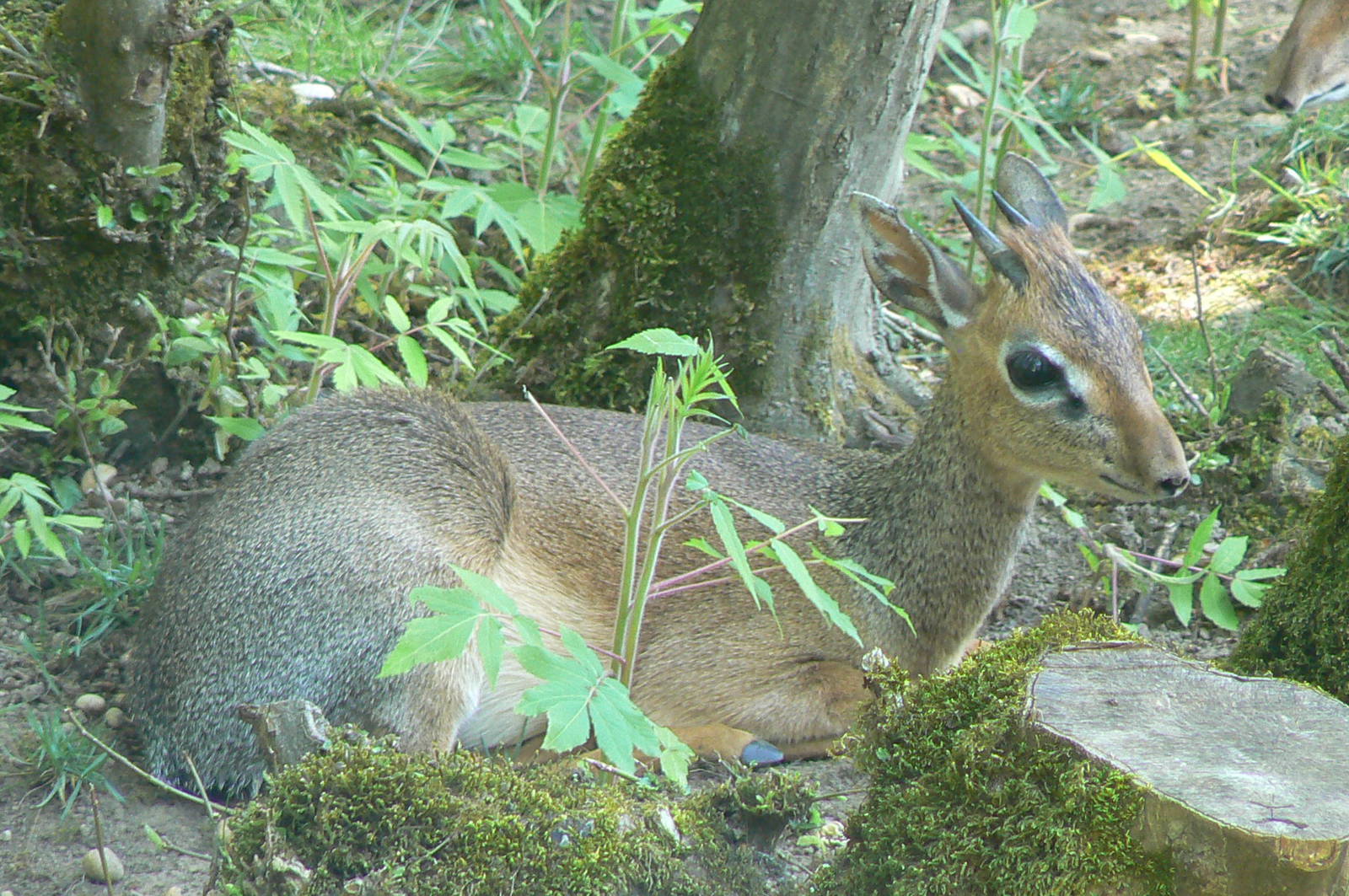 Kirk's dik-dik