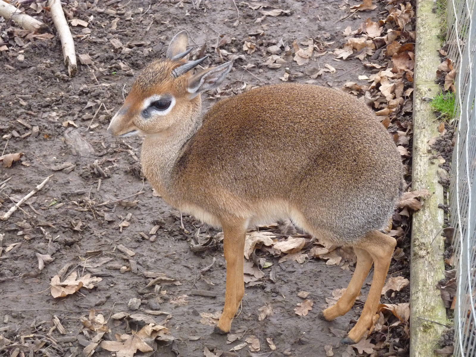 Kirk's dik-dik