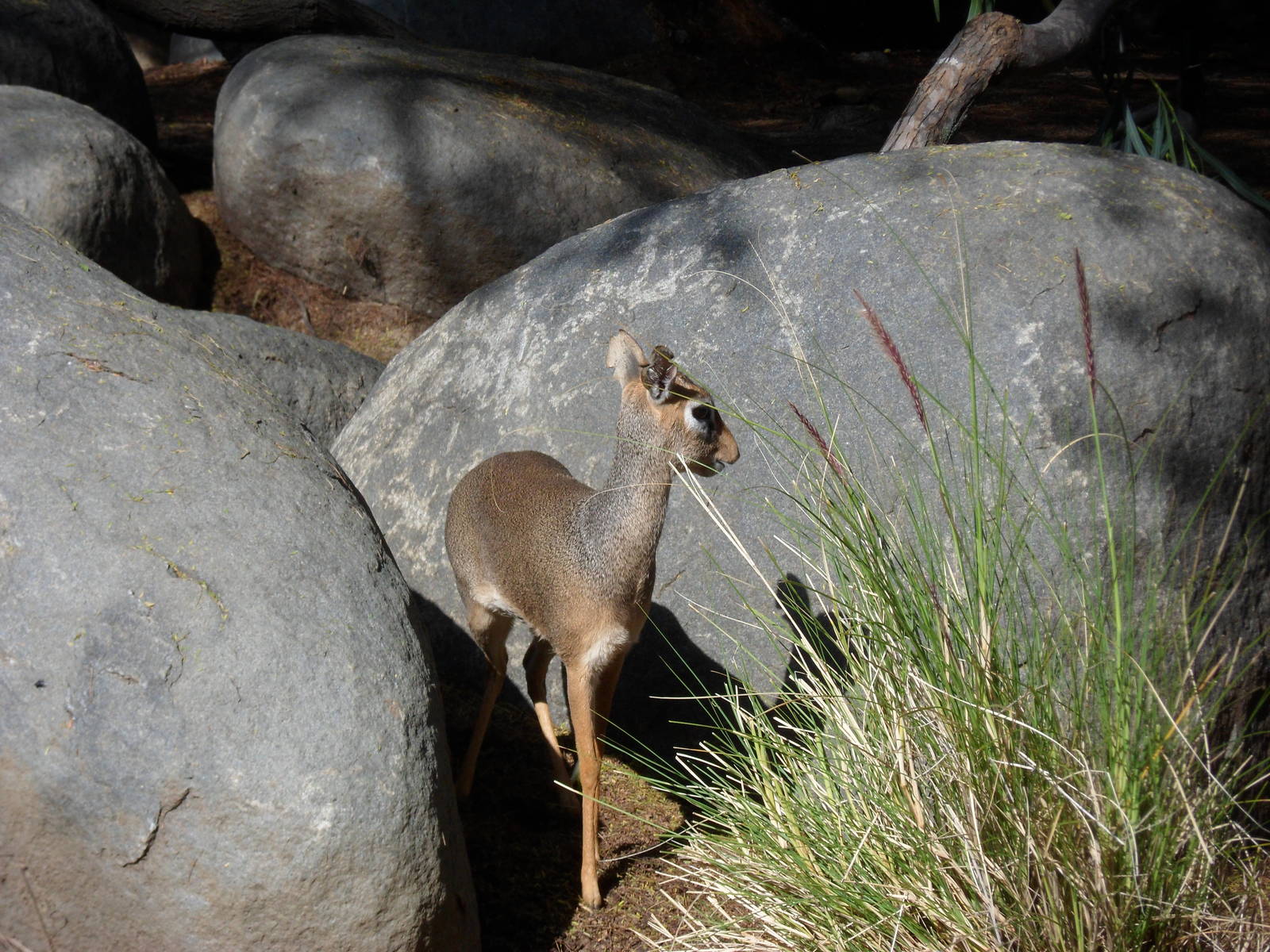 Kirk's Dik Dik