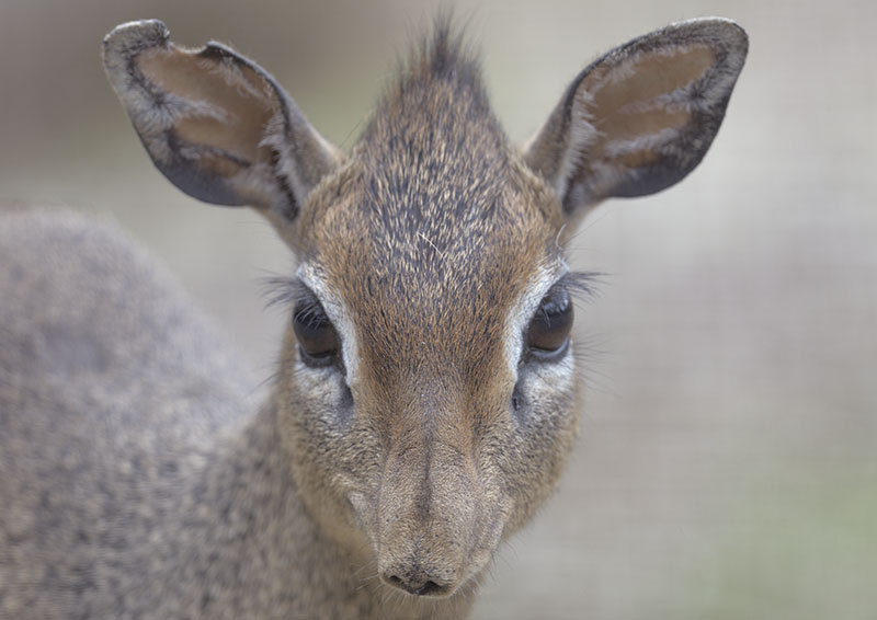 Kirks dik dik