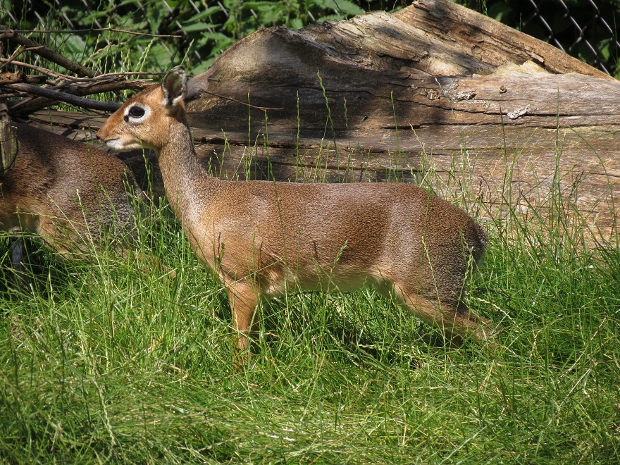 Kirk's dik-dik