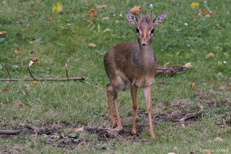 Kirk's Dik-dik