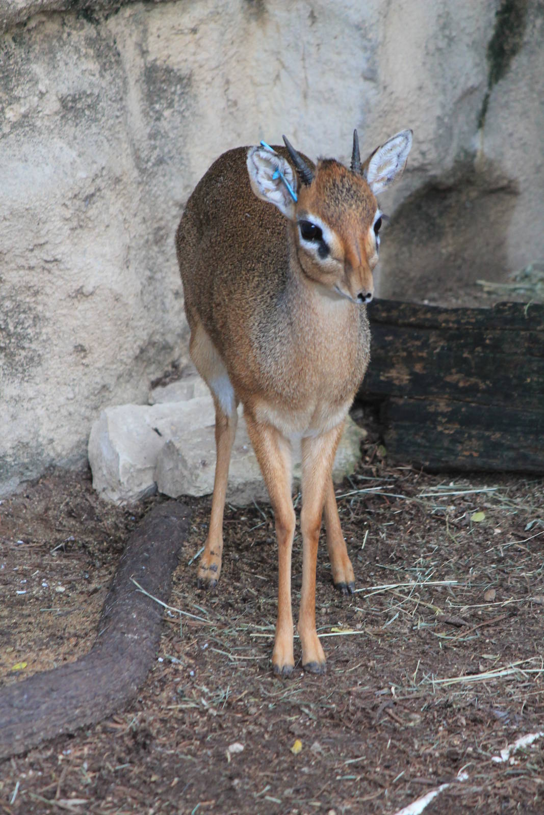 Kirk's Dik-Dik