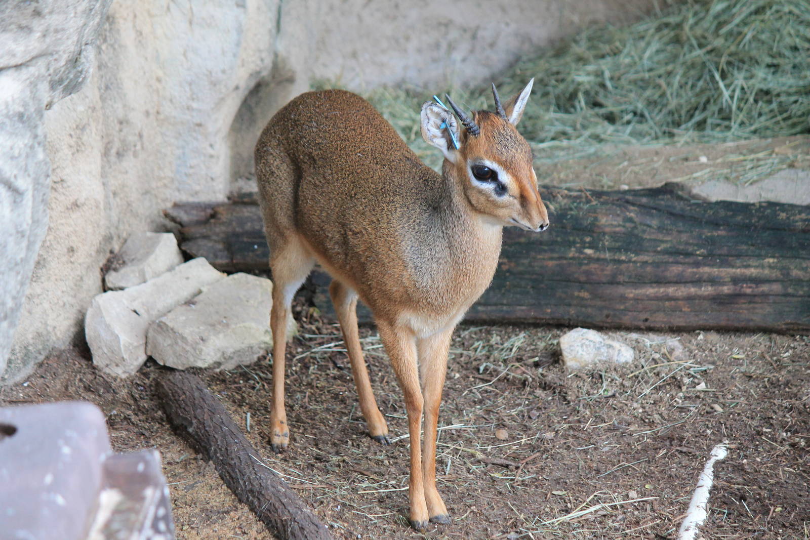 Kirk's Dik-Dik
