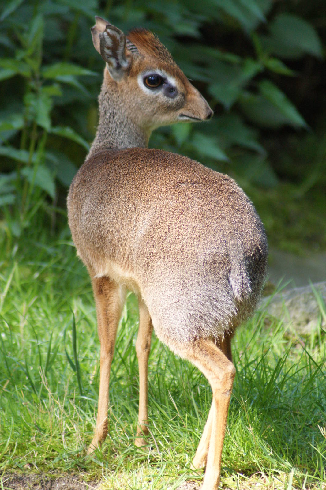 Kirk's dik-dik