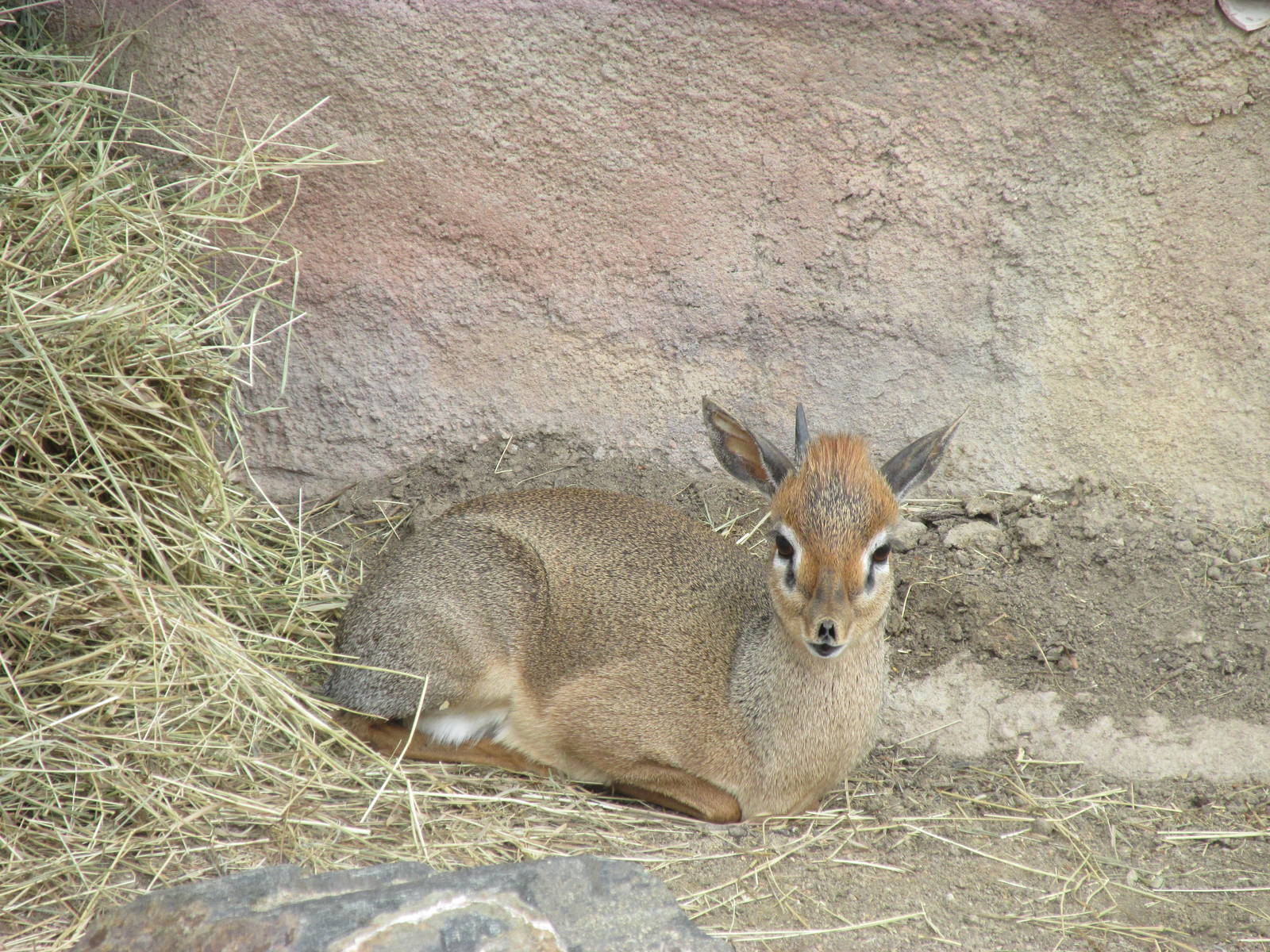 Kirk's Dik Dik
