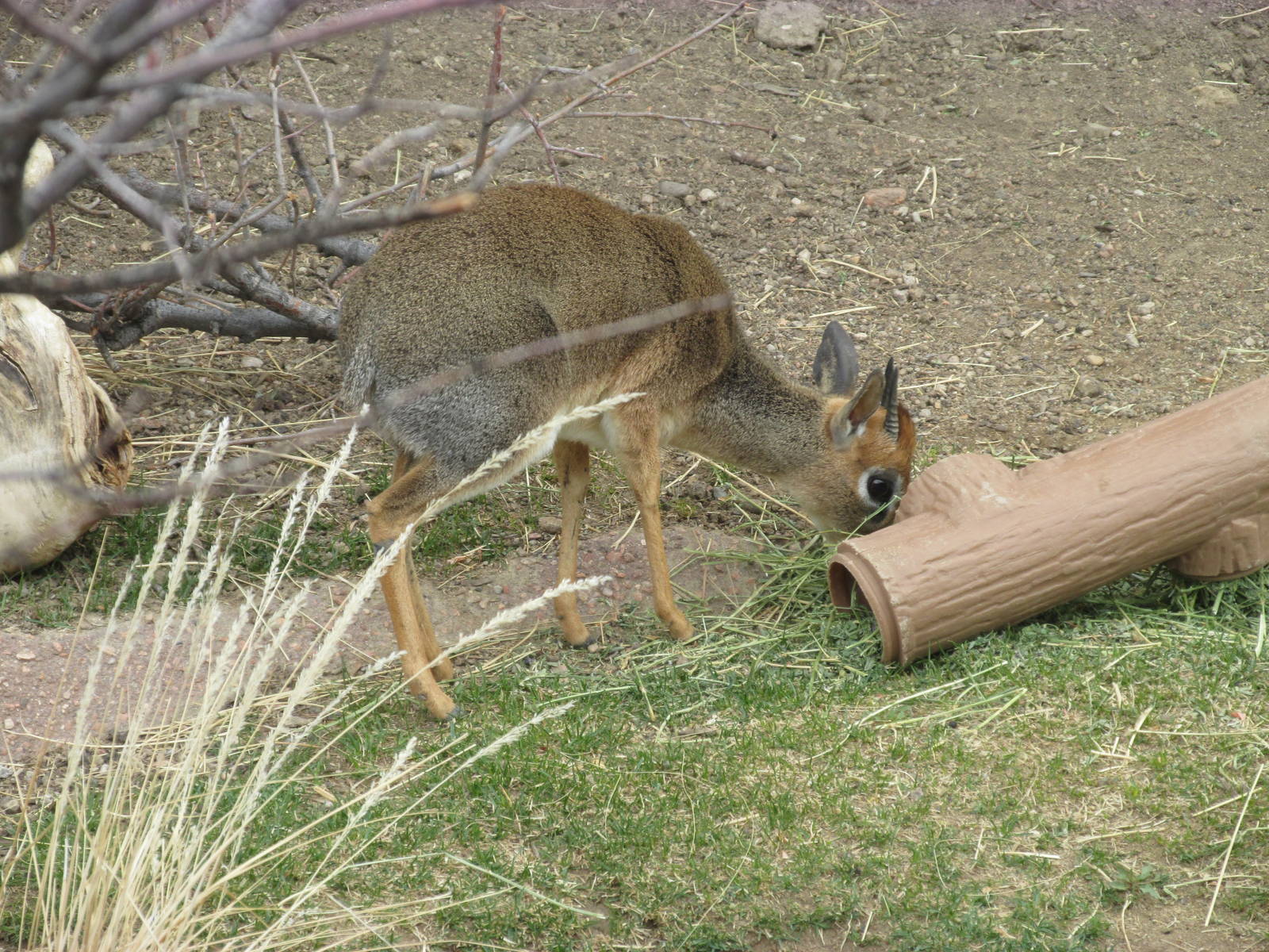Kirk's Dik Dik