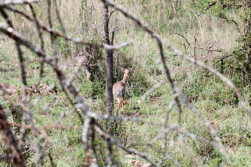 Kirks Dik-dik