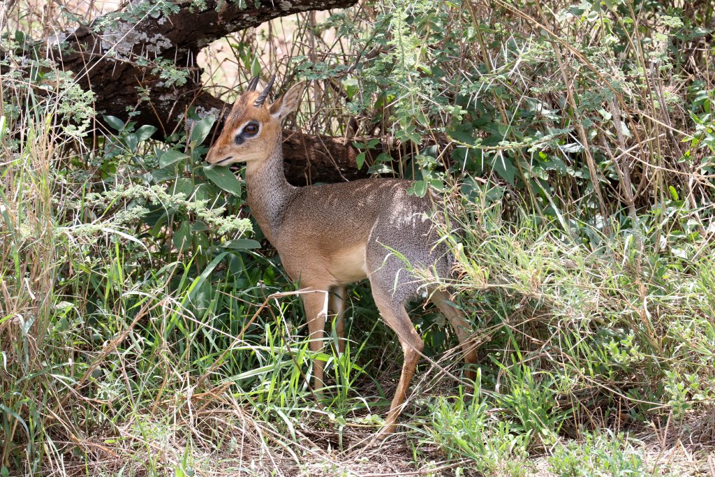 Kirks Dik-dik