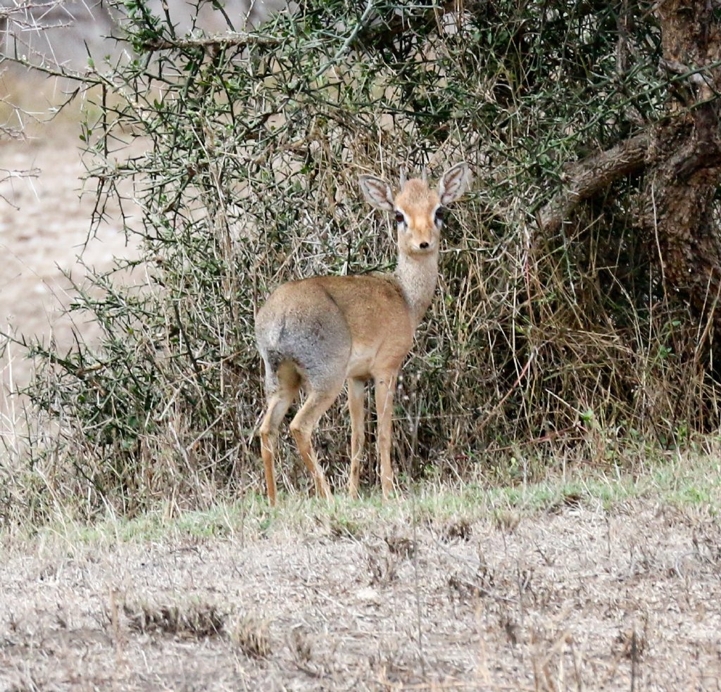 Kirks Dik-dik