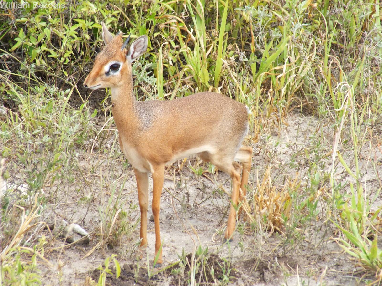 Kirk's Dik-dik