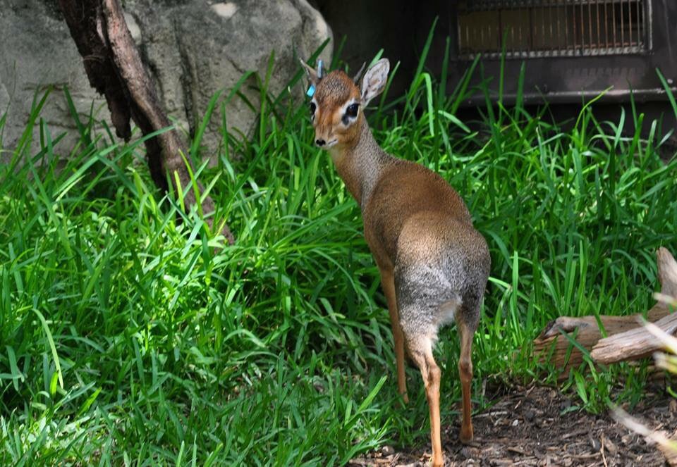Kirks Dik-Dik