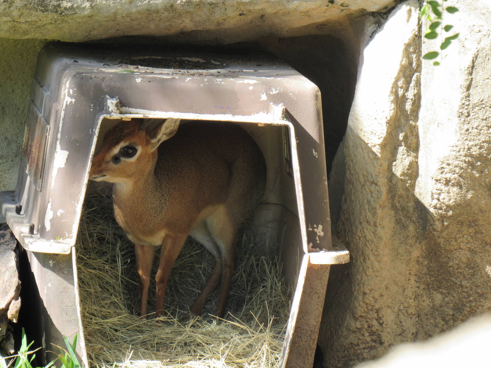 Kirk's Dik-Dik