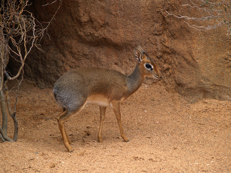 Kirk's dik-dik