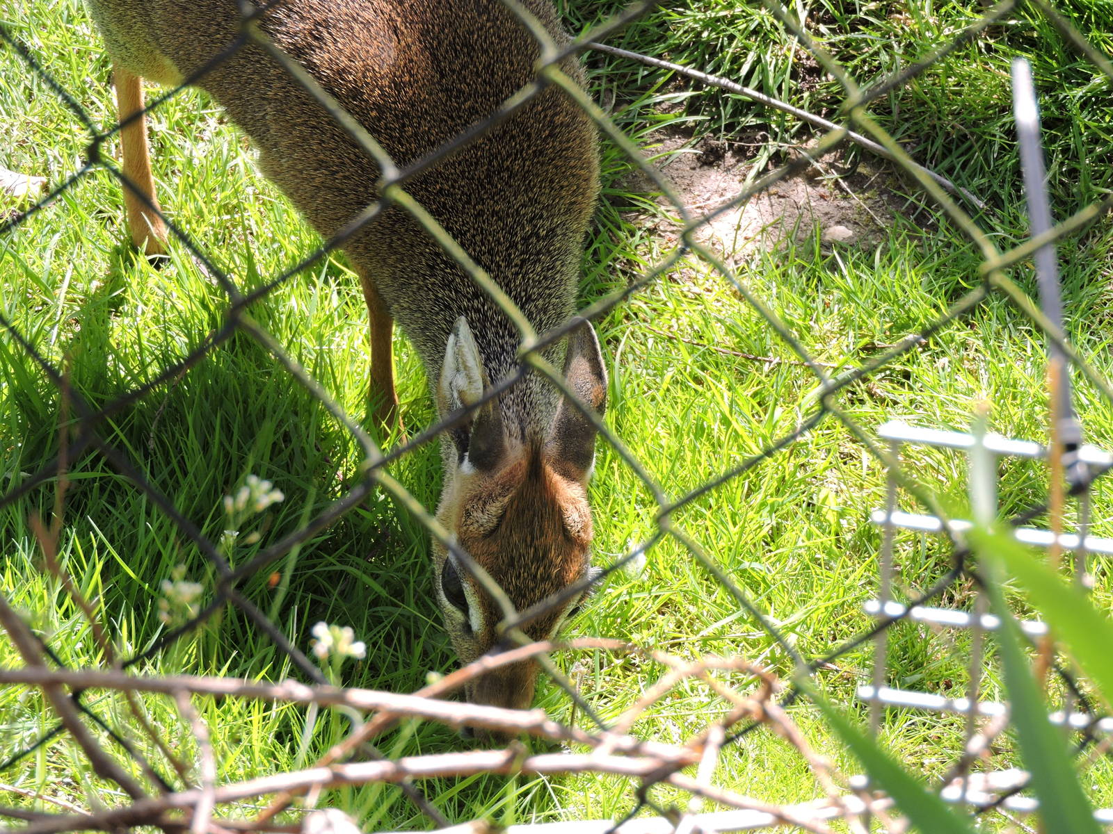 Kirks Dik-Dik