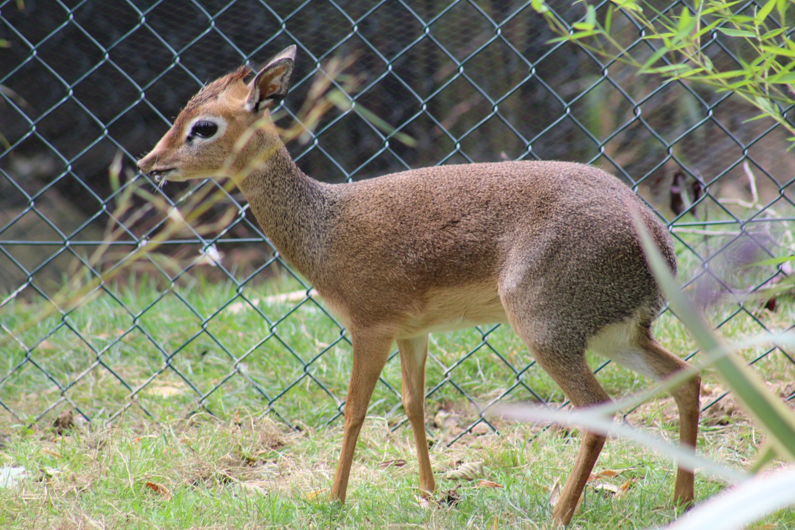 Kirk's Dik-Dik