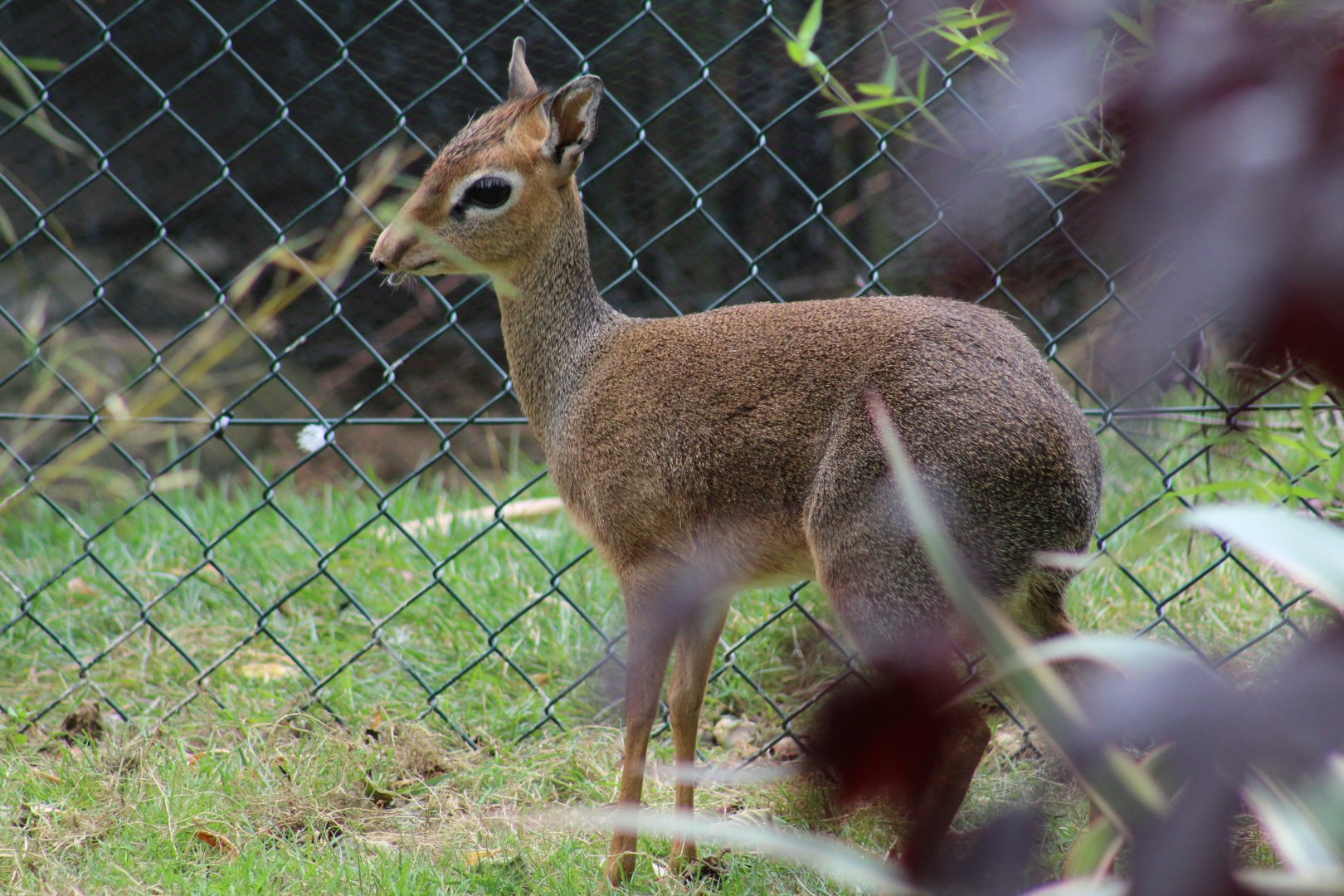 Kirk's Dik-Dik