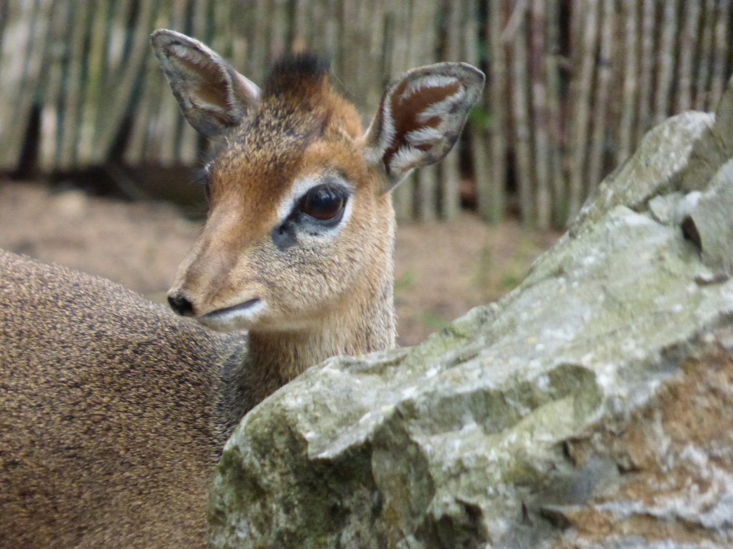 Kirk's Dik Dik