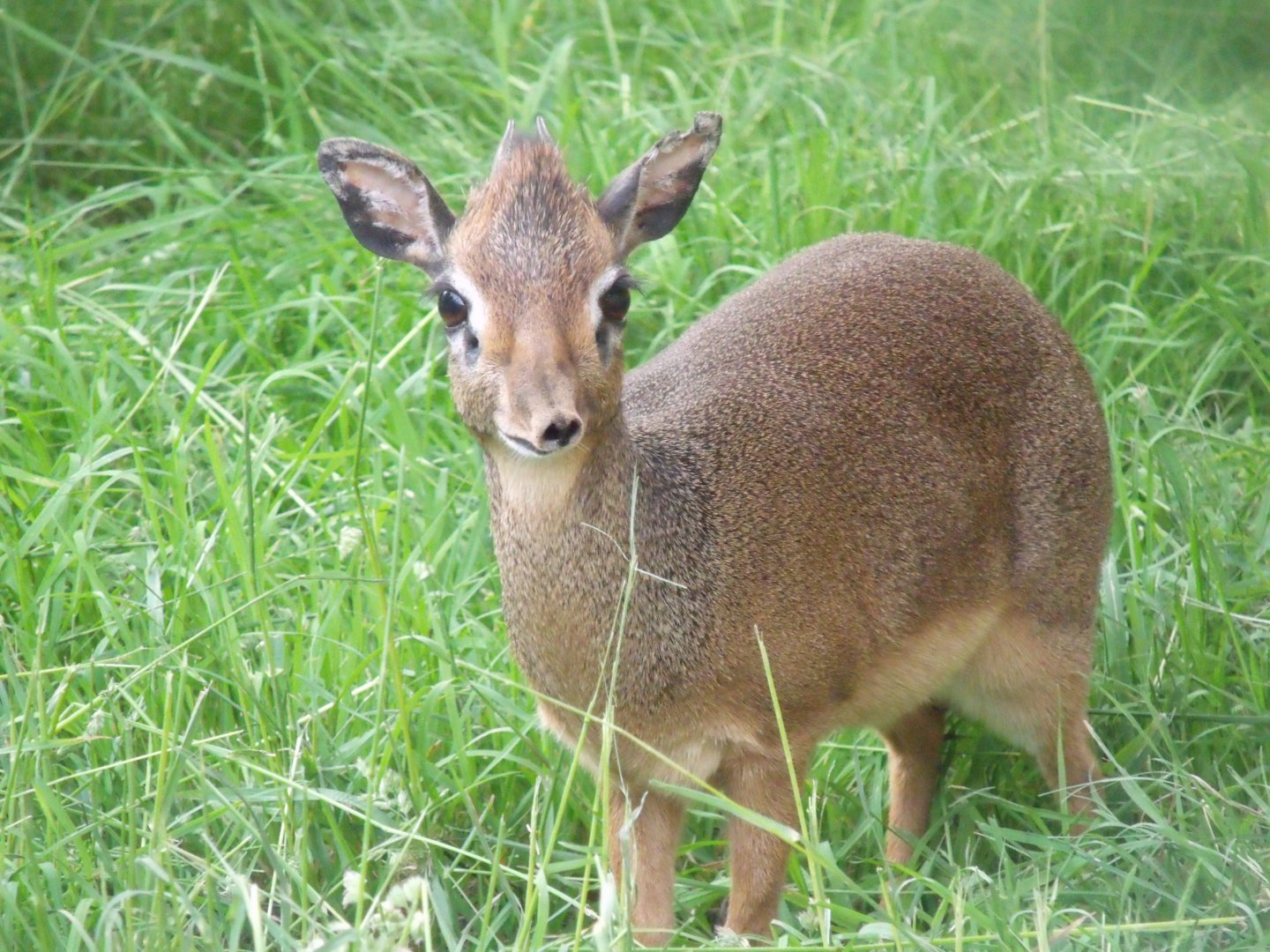 Kirk's dik-dik