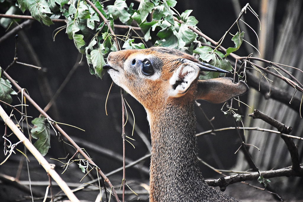 Kirk's dik-dik