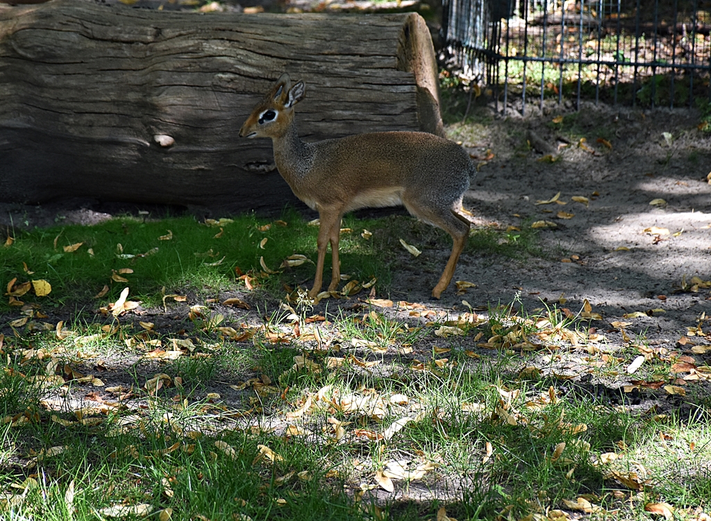 Kirk's dik-dik