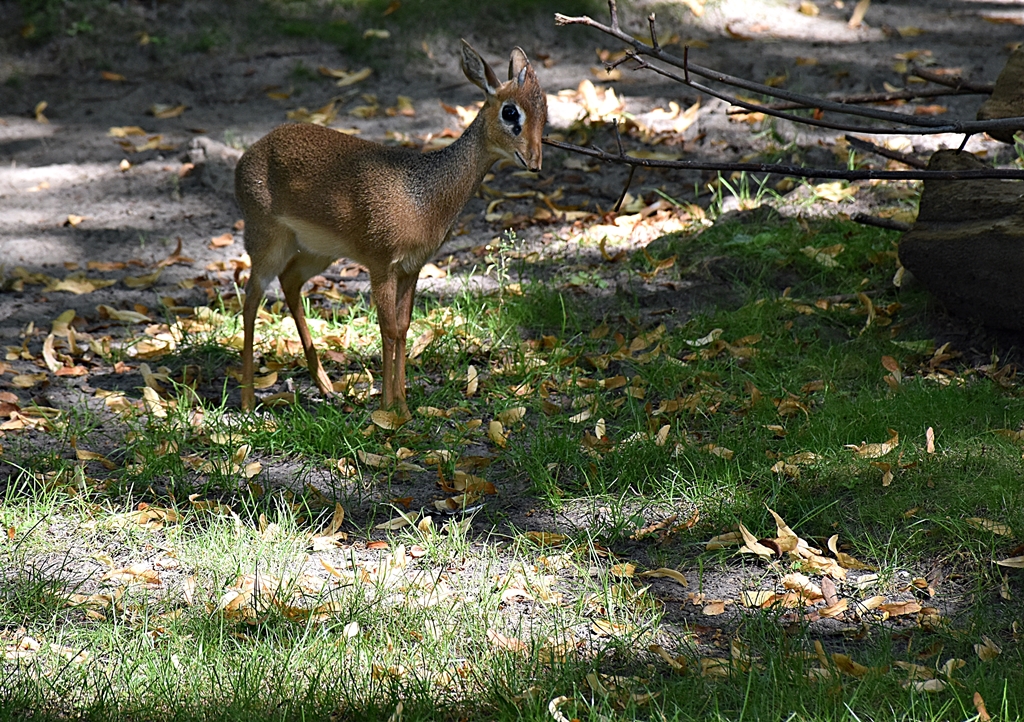Kirk's dik-dik