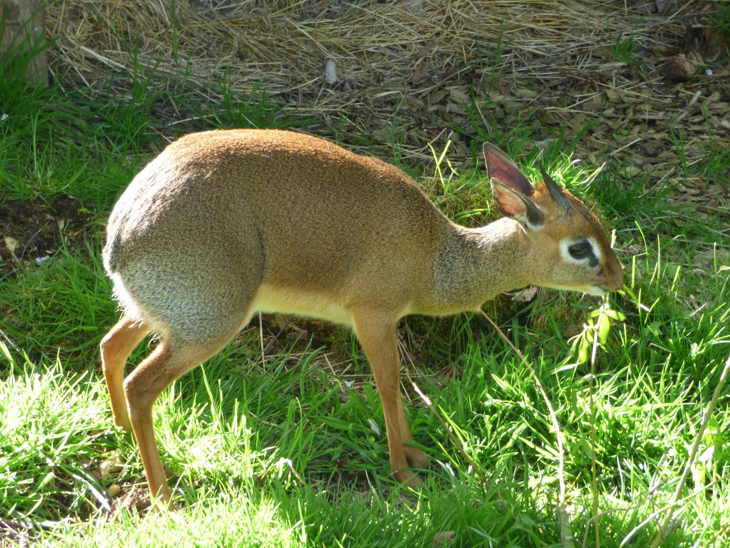 Kirk's Dik-Dik