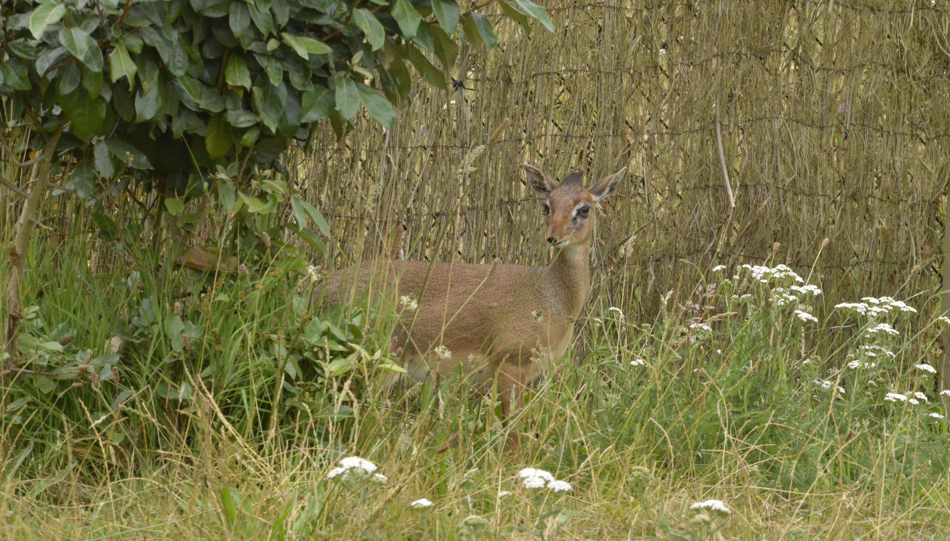 Kirk's dik-dik