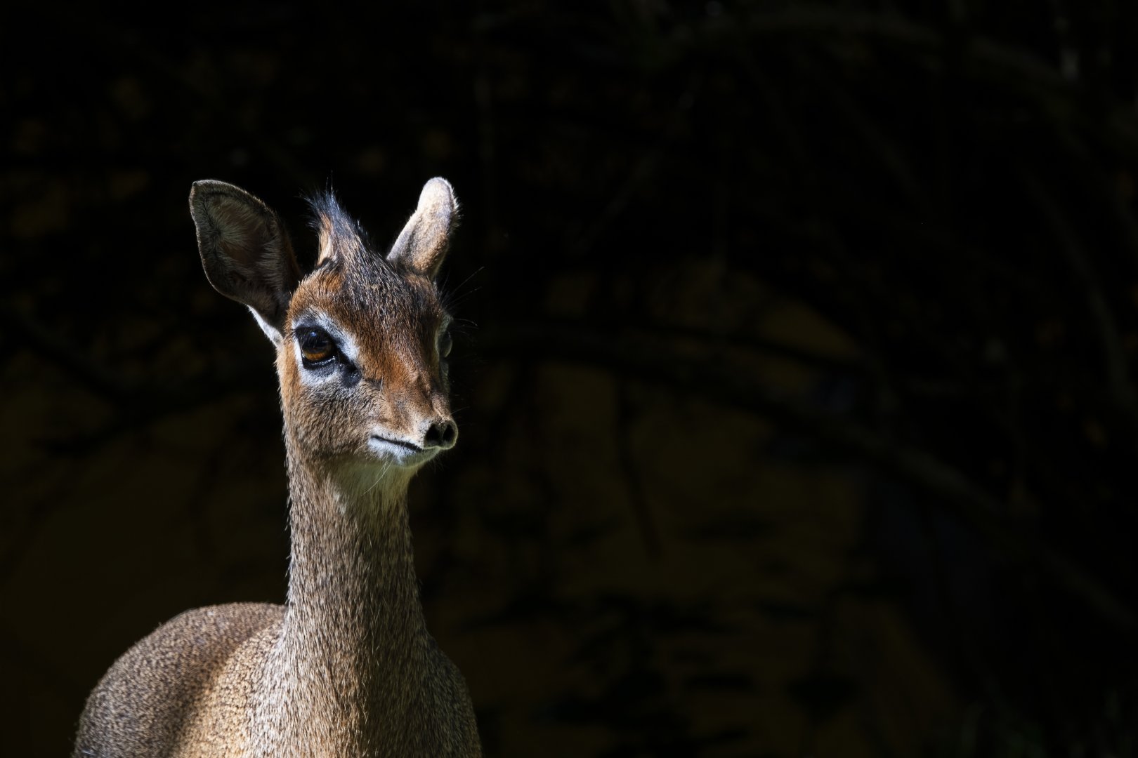Kirk's Dik-Dik