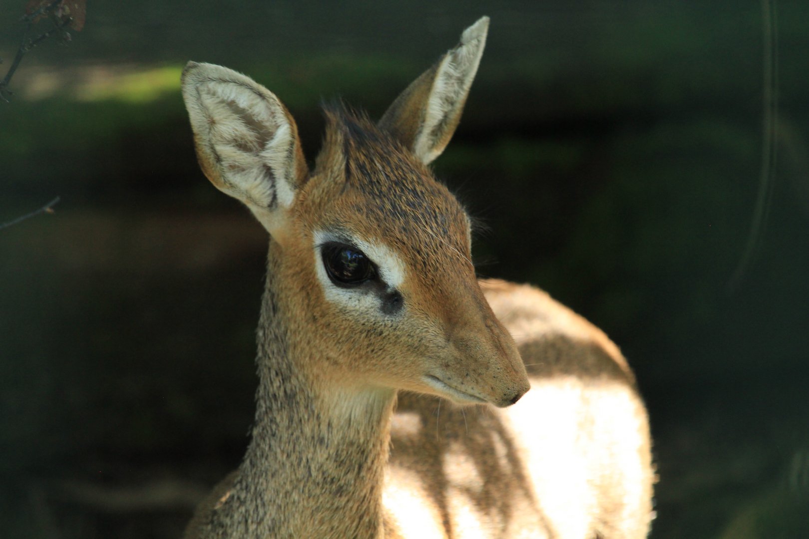 Kirk's dik-dik