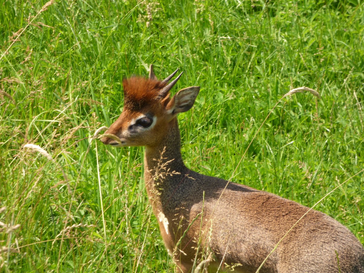 Kirk’s Dik-Dik