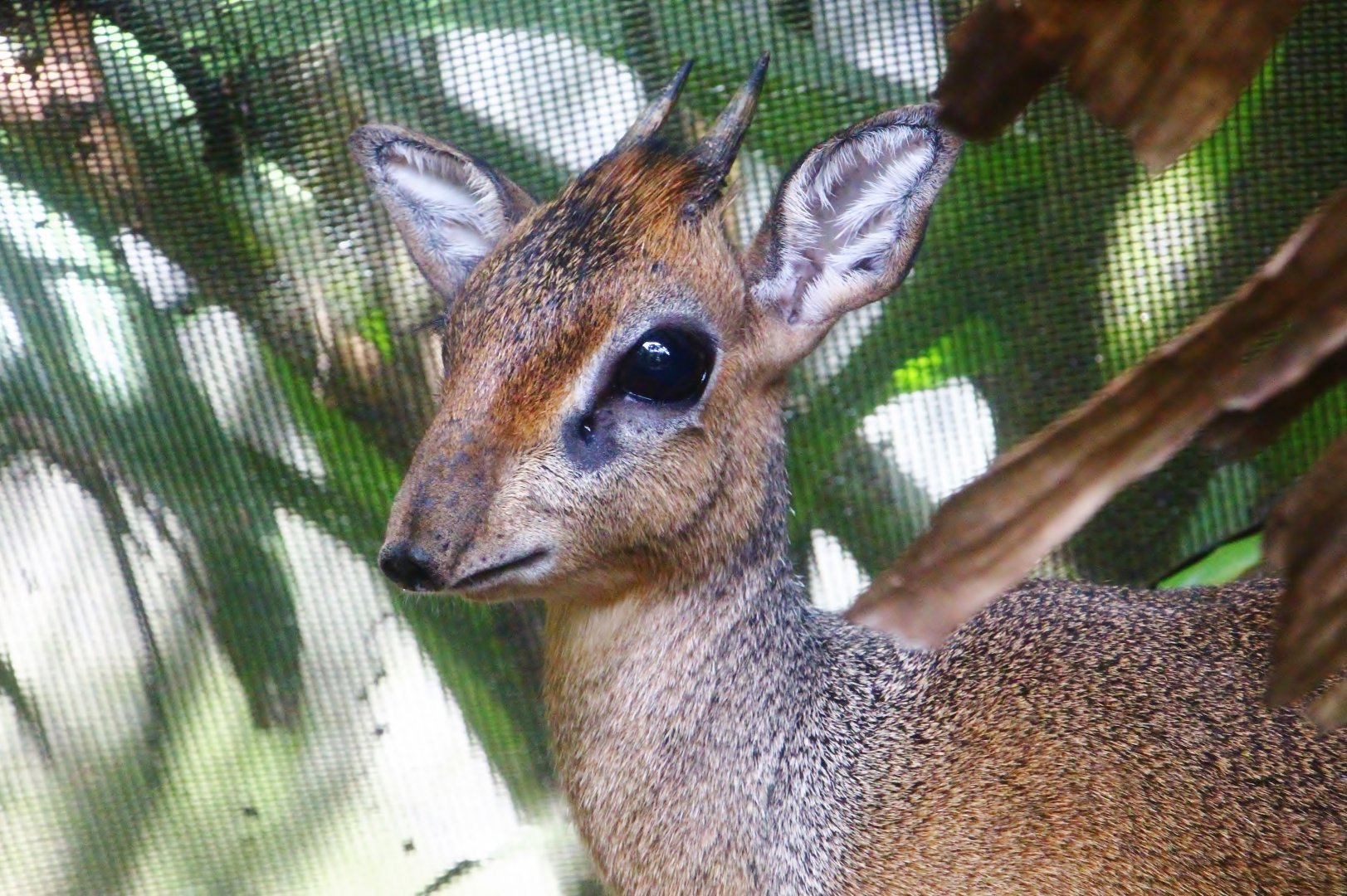 Kirk's Dik-dik