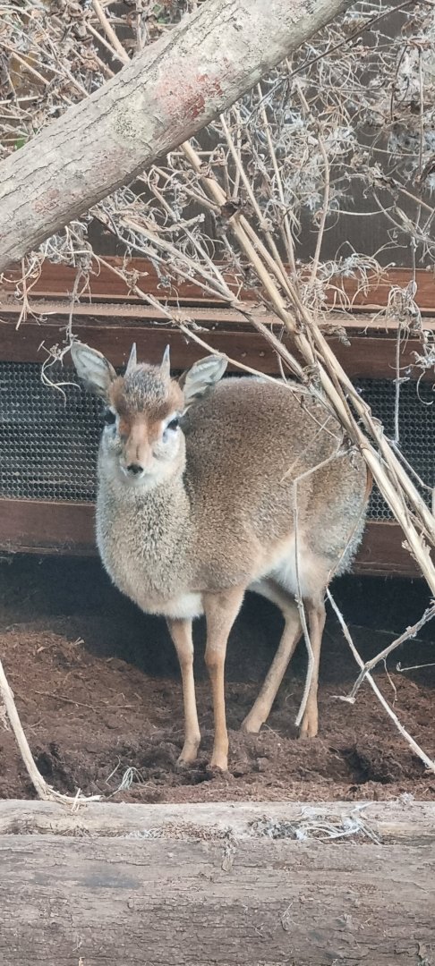 Kirk's dik dik