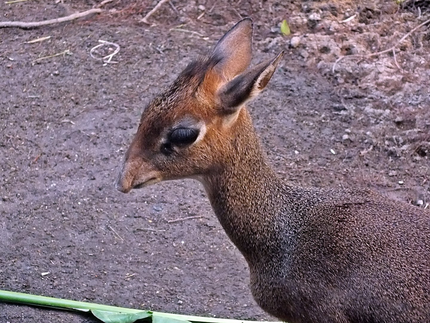 Kirk's dik-dik