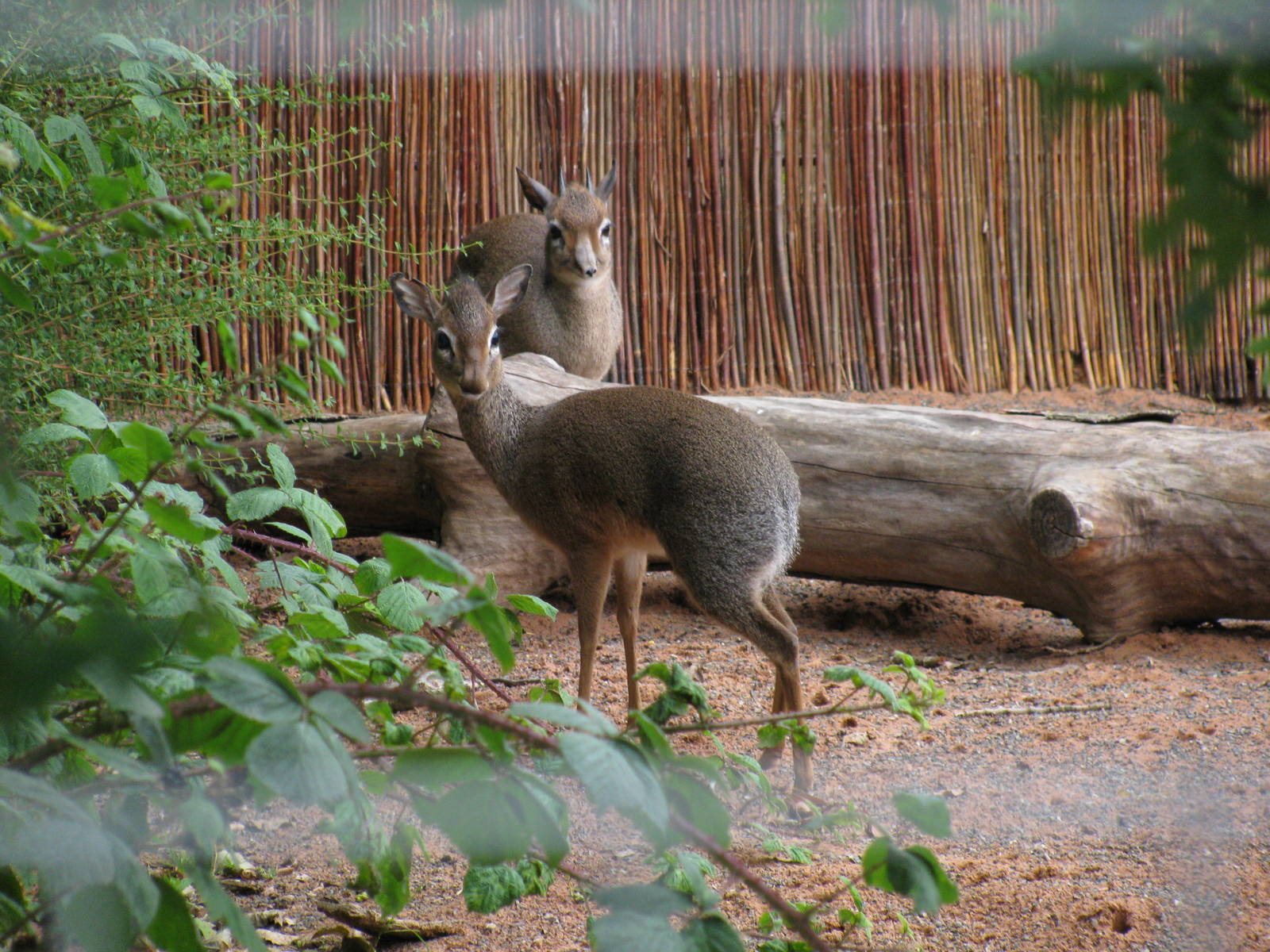 Kirk's Dik-Dik