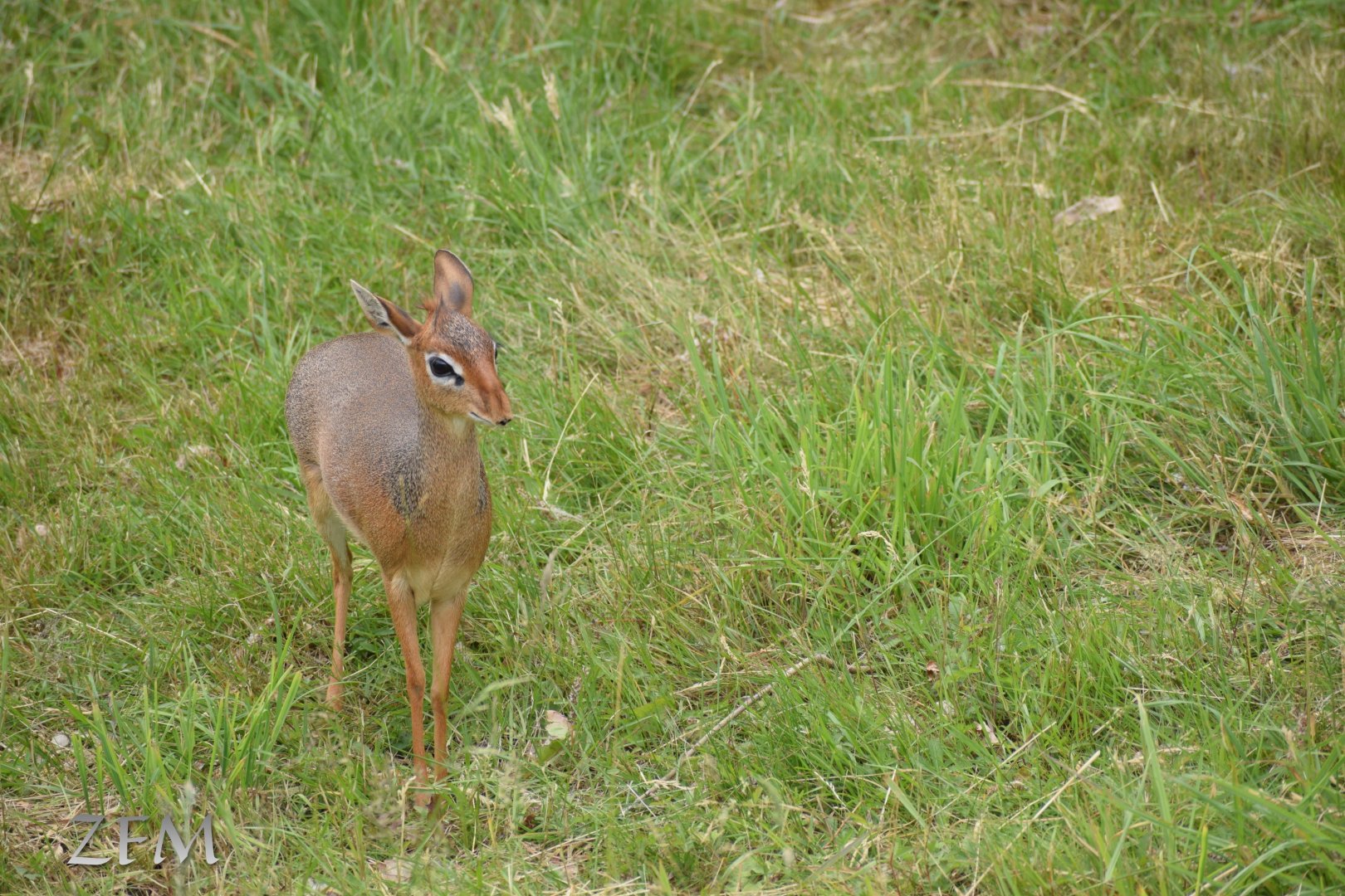 Kirk’s dik dik