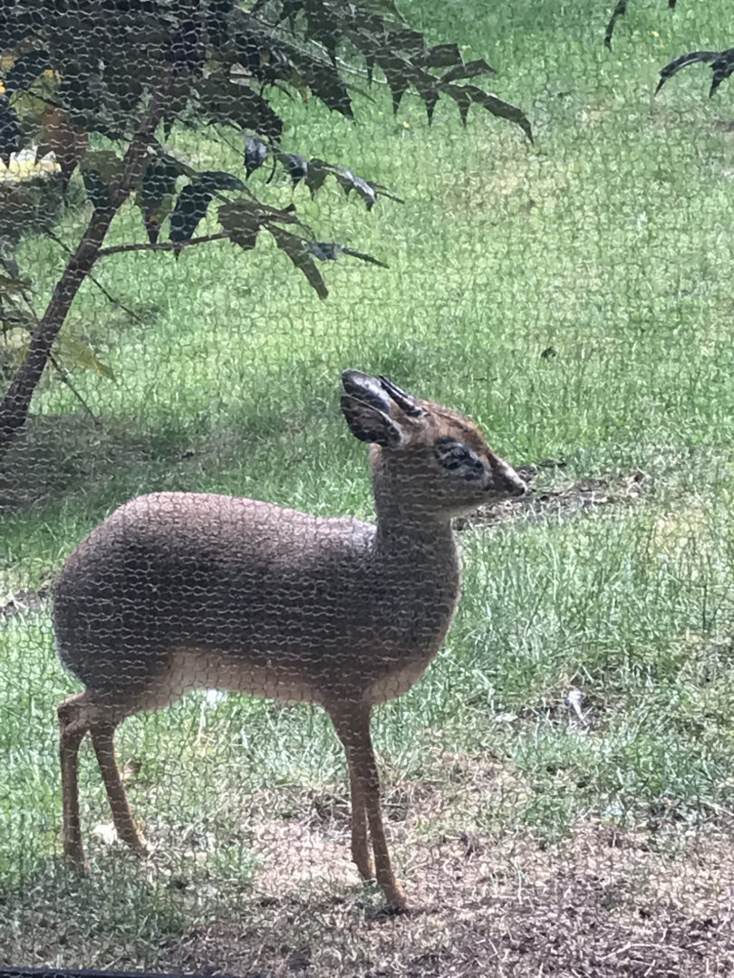 Kirk’s Dik Dik