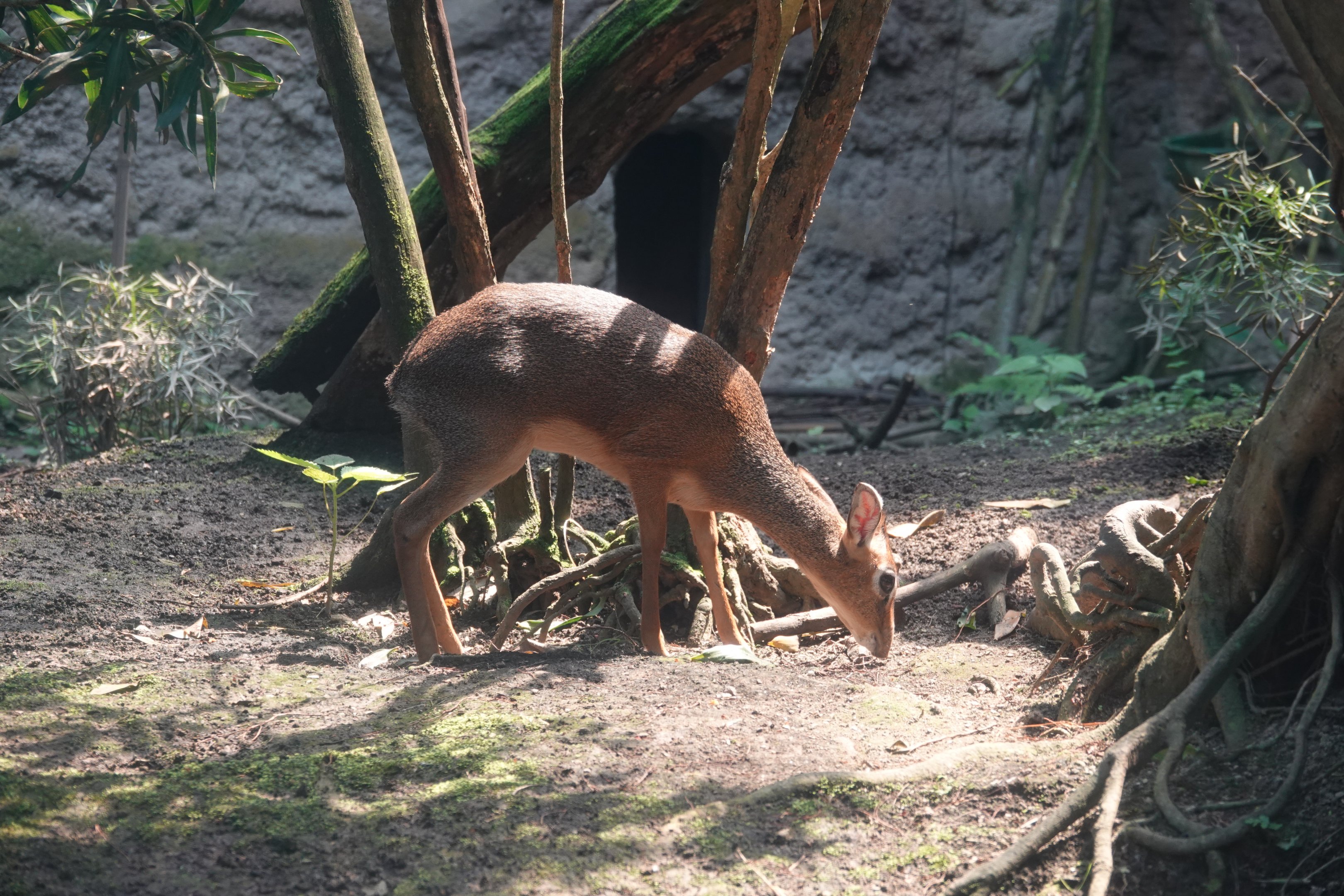 Kirk's dik-dik