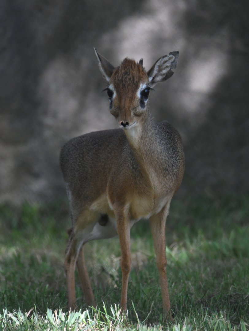 Kirk's dik-dik