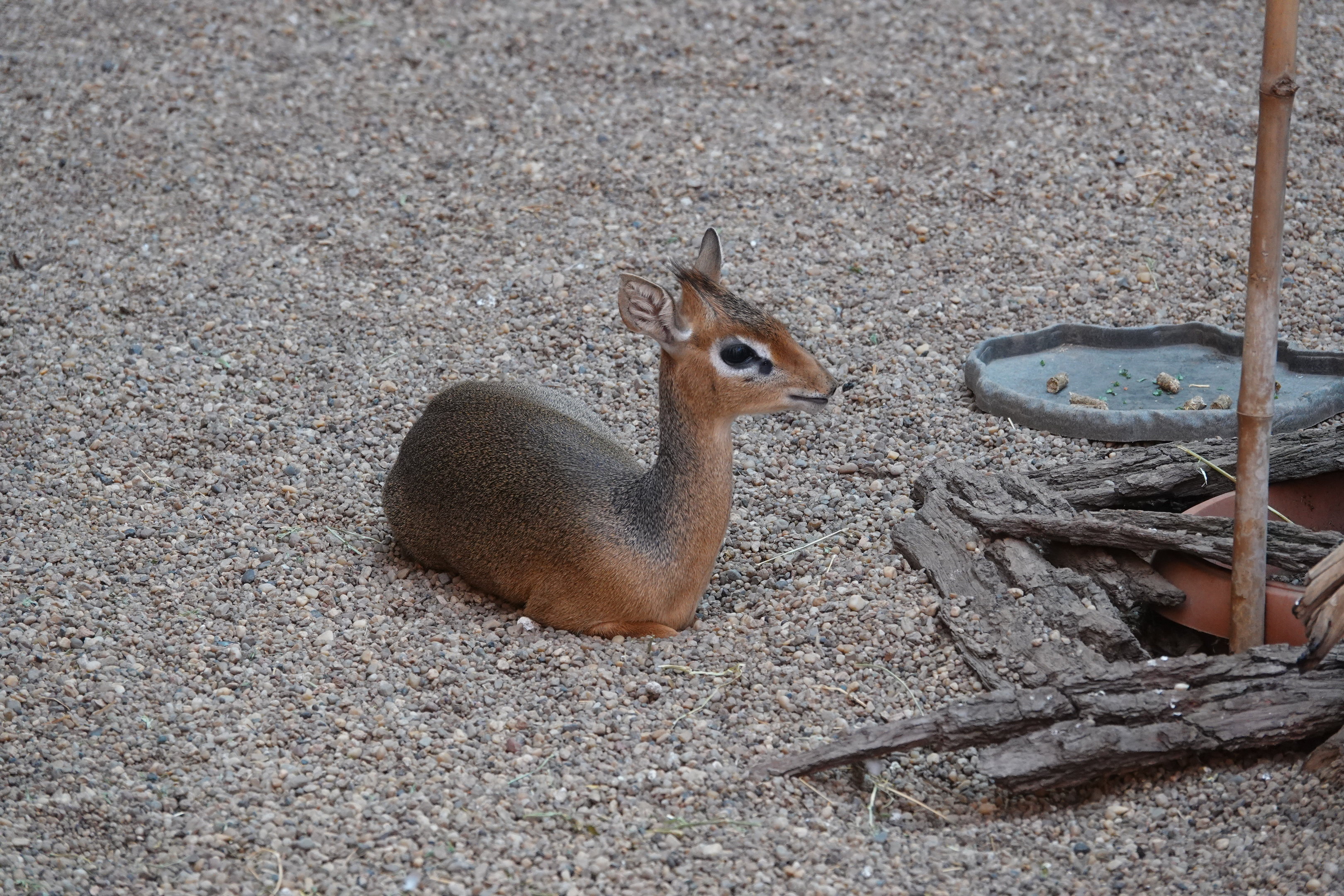 Kirk's dik-dik