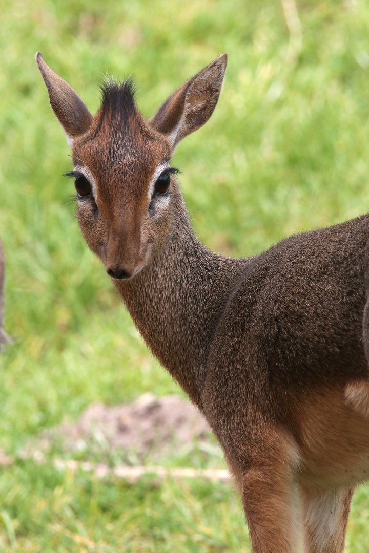 Kirk's dik-dik