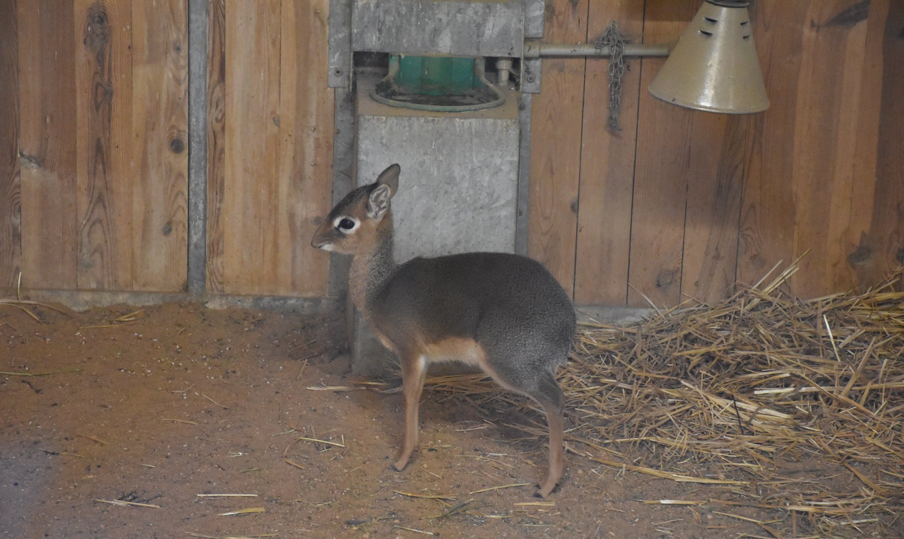 Kirk's dik-dik