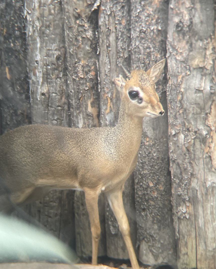 Kirk’s Dik-dik